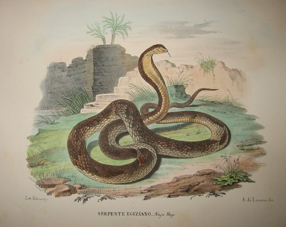 Boschi Giovanni Serpente egiziano - Naja Haje 1863 Napoli